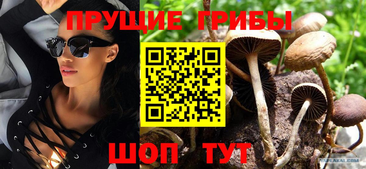 Галлюциногенные грибы Psilocybe  Вход с VPN  Бийск 